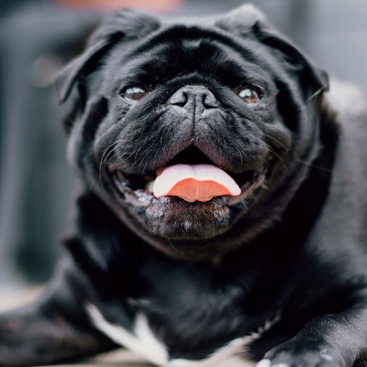 Portrait of Nova Calderon, group coordinator and fusion cooking expert